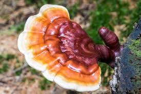 Medicinal Mushrooms: Nature’s Hidden Treasure for Wellness