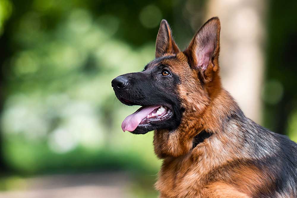 How To Choose A German Shepherd Breeder